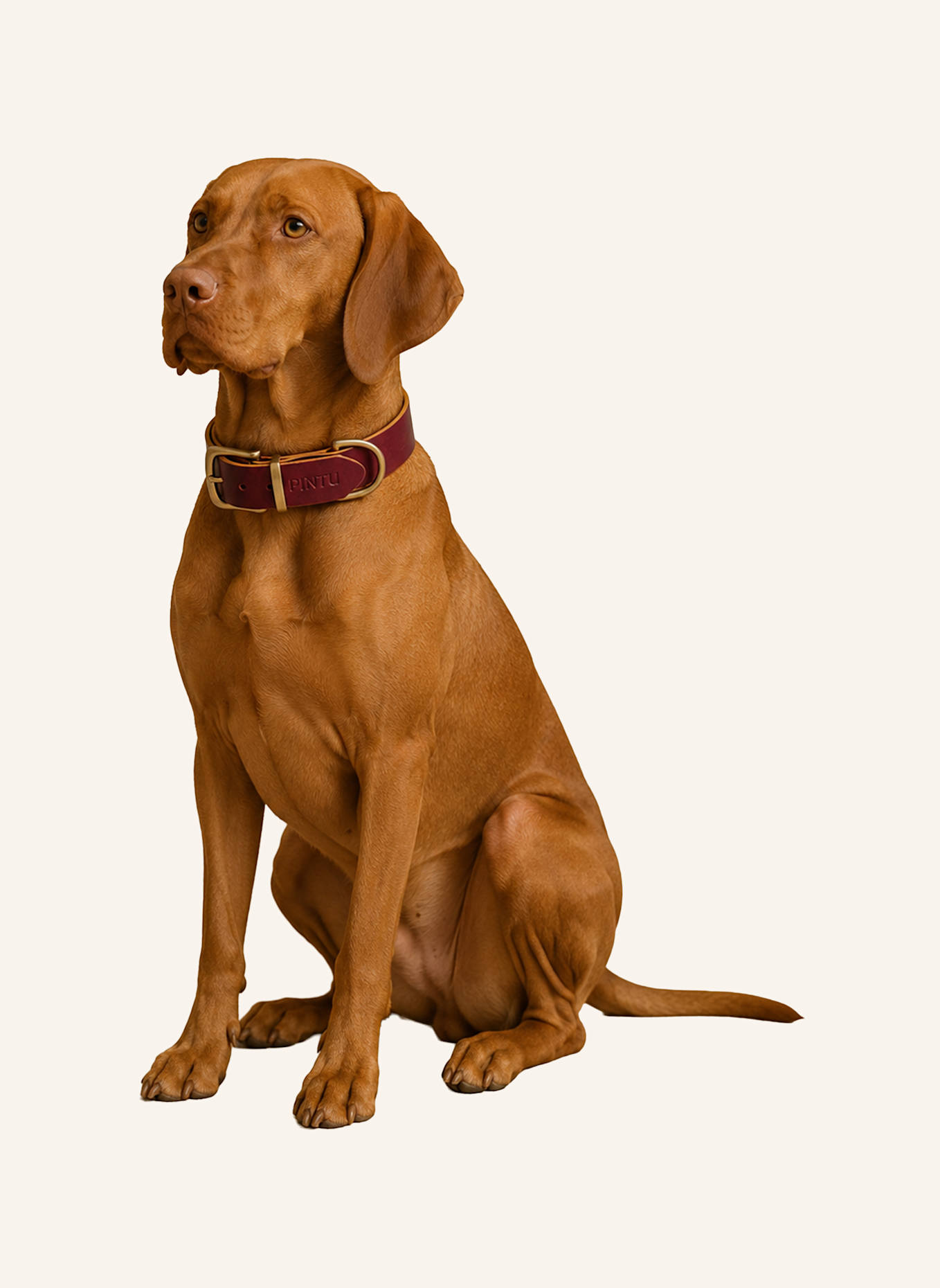 Pintu Hundehalsband MONTE mit Beschlag aus Messing: ROT/ GOLD
