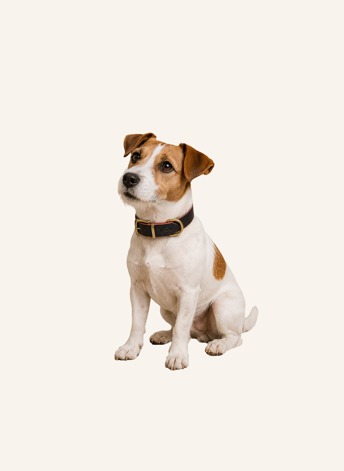 Pintu Hundehalsband MONTE mit Beschlag aus Messing: BRAUN/ ORANGE
