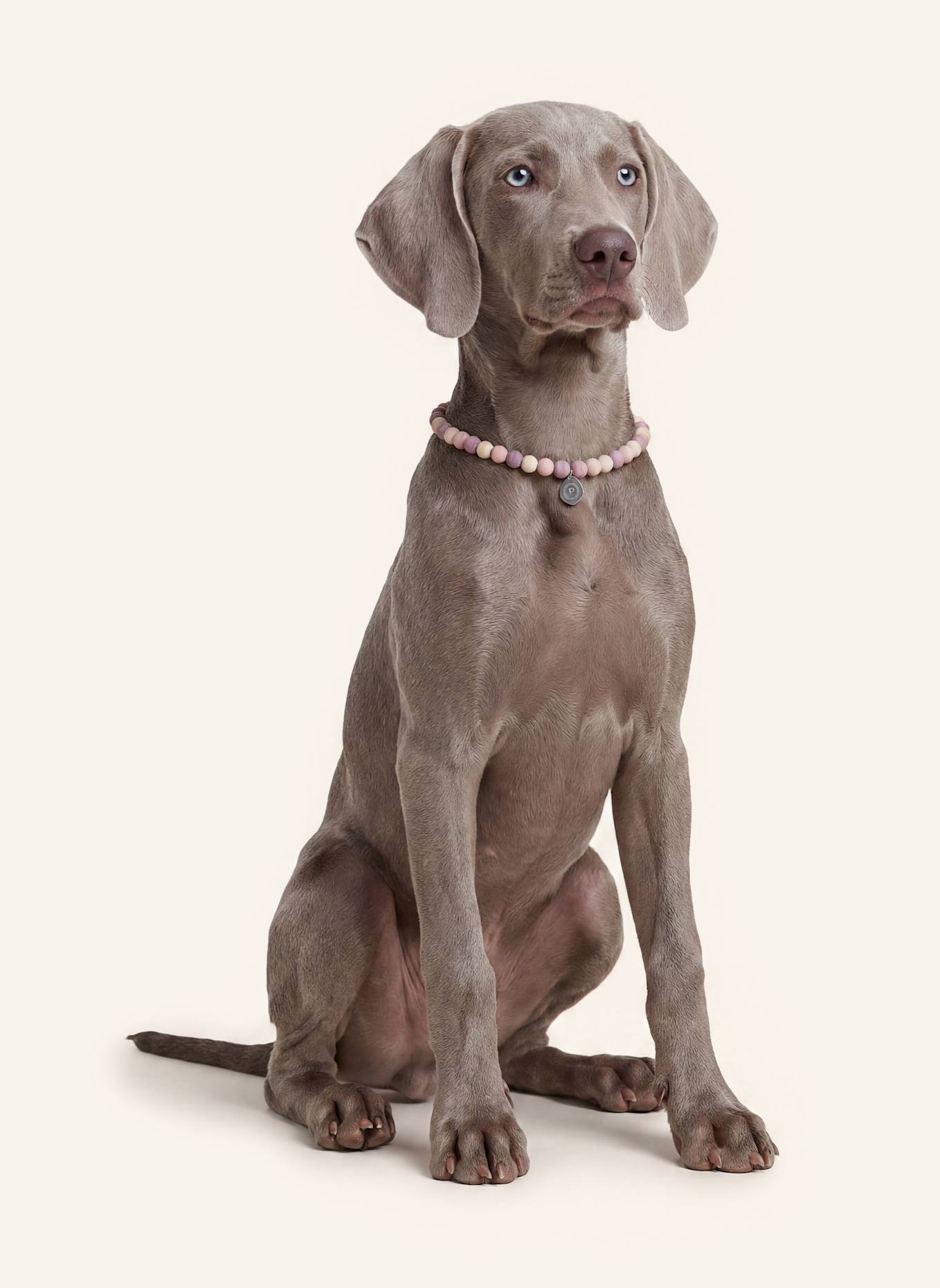 Pintu Große Hundekette: BEIGE/ SILBER