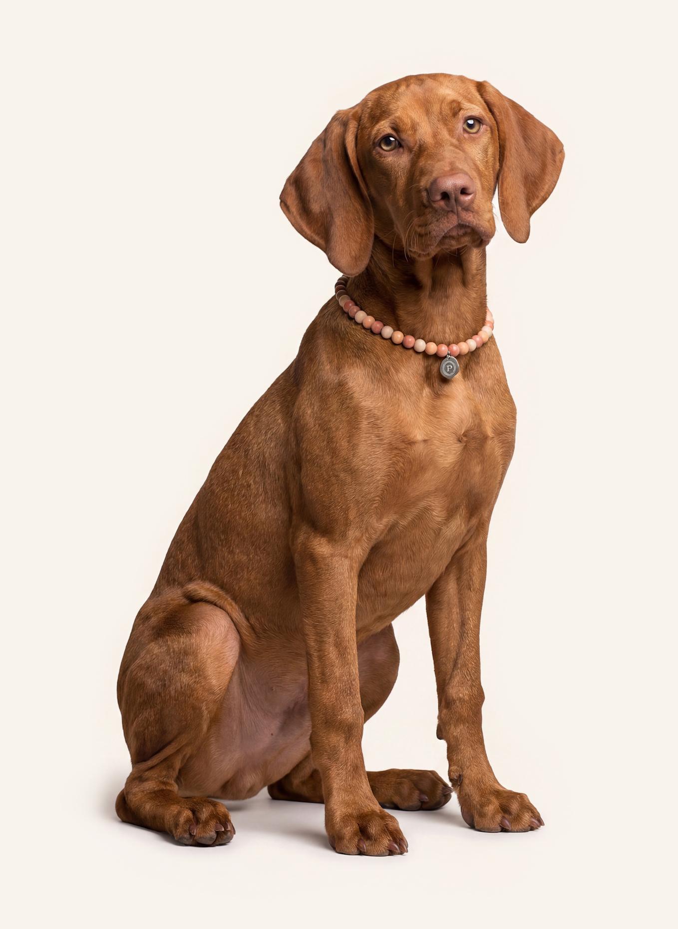 Pintu Große Hundekette: ORANGE/ SILBER