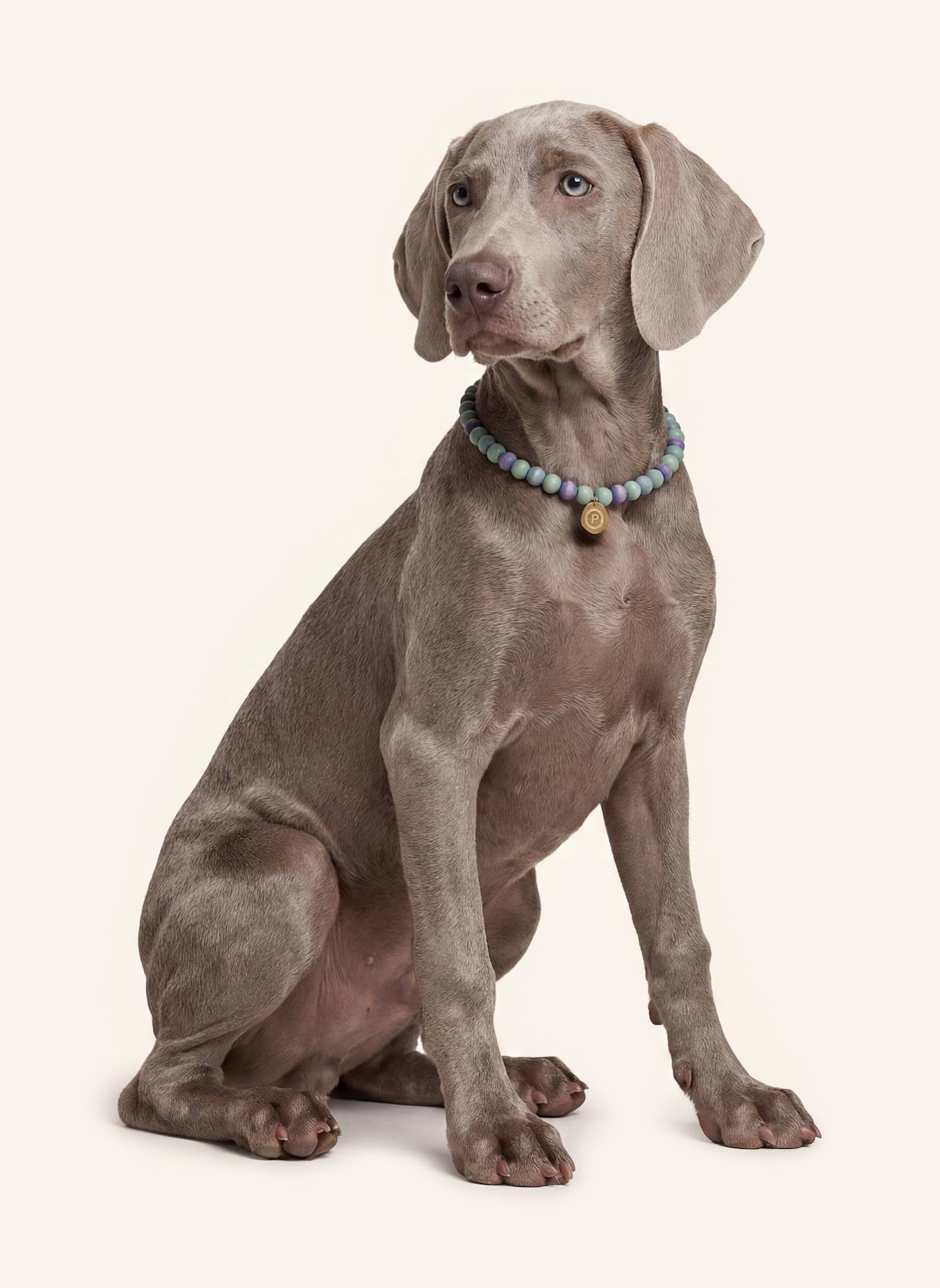 Pintu Große Hundekette: BLAU/ GOLD