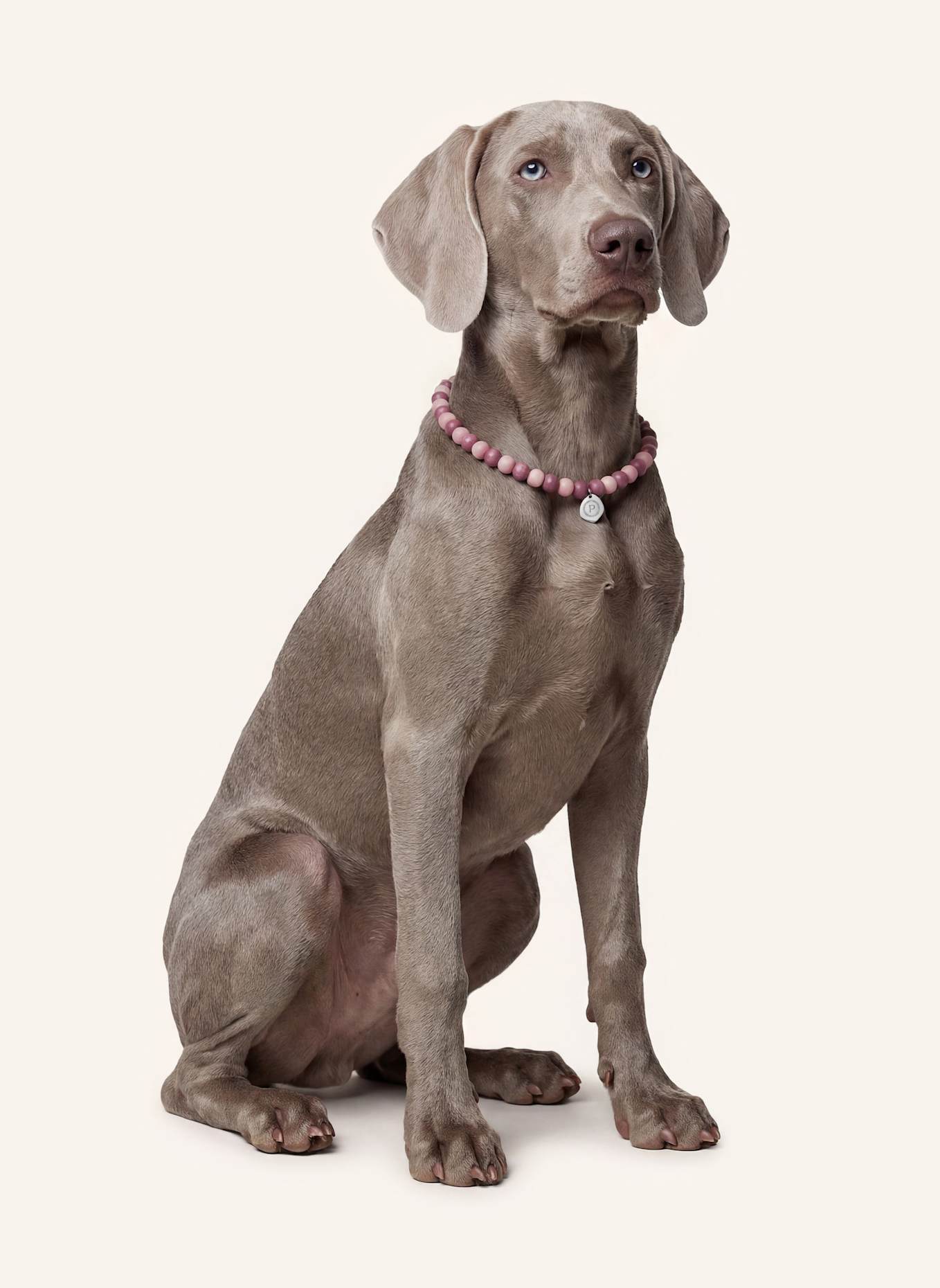 Pintu Große Hundekette: ROSA/ SILBER