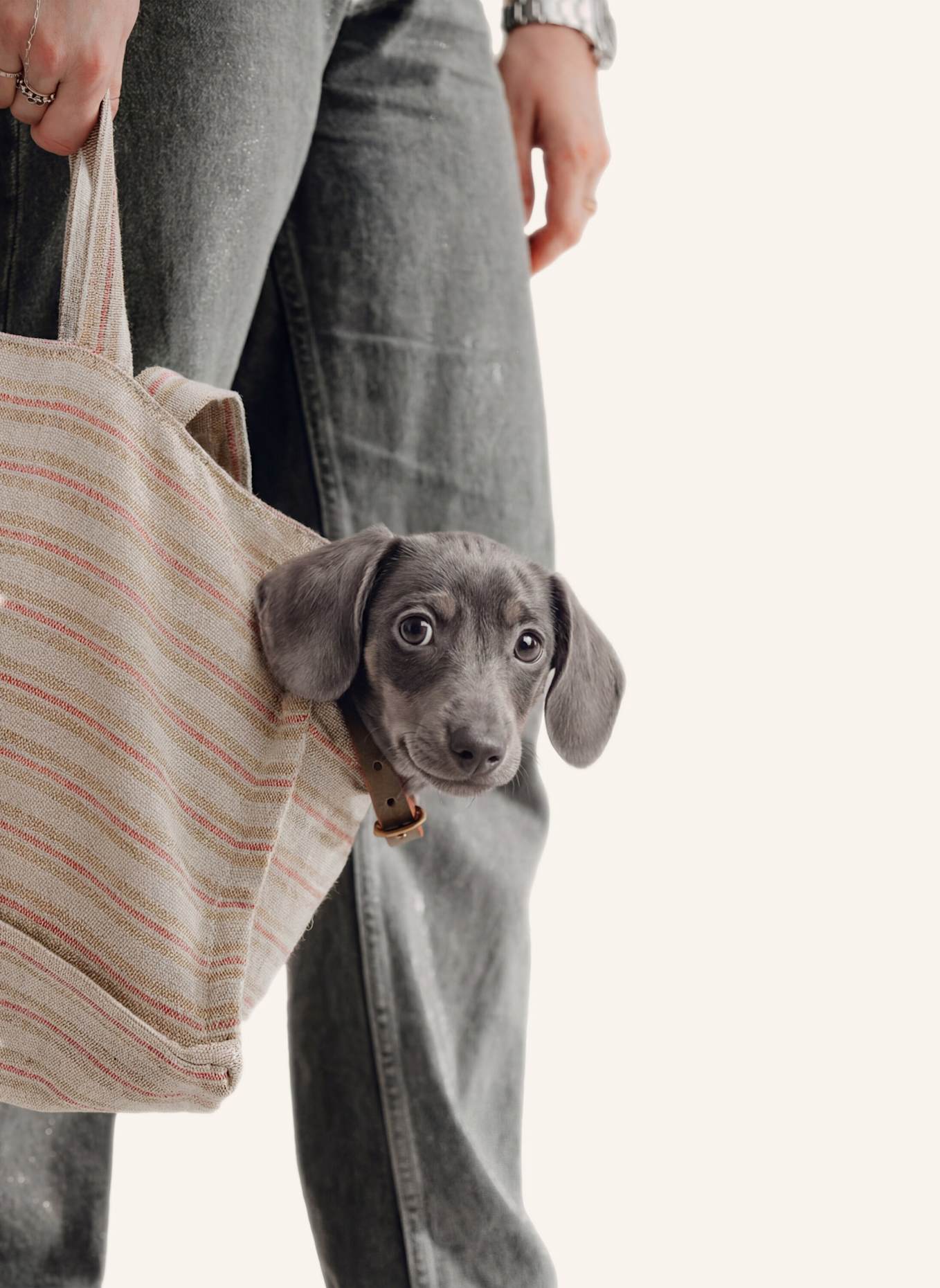 Pintu Hunde Shopper VERANO PORTOFINO: BEIGE/ ROT/ GRÜN