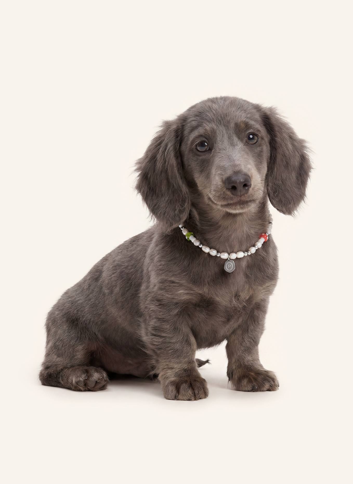 Pintu Hundekette STUDIO 54: WEISS