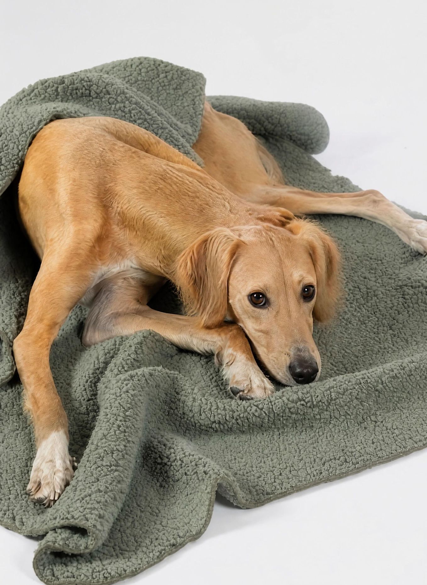 WOOFSTUFF Hundedecke TEDDY: OLIV