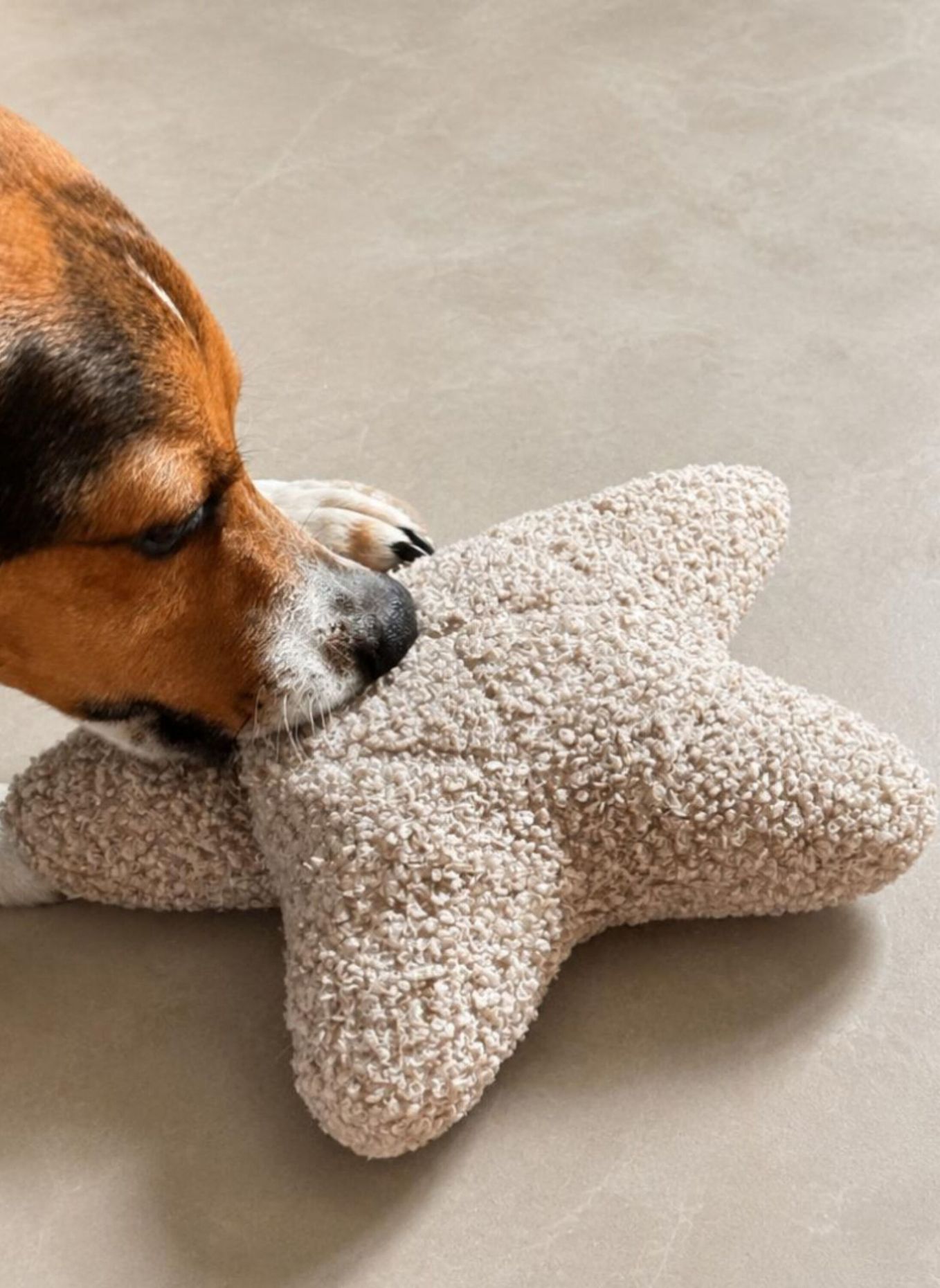 WOOFSTUFF Schnüffelspielzeug SCHNÜFFEL-STERN: TAUPE