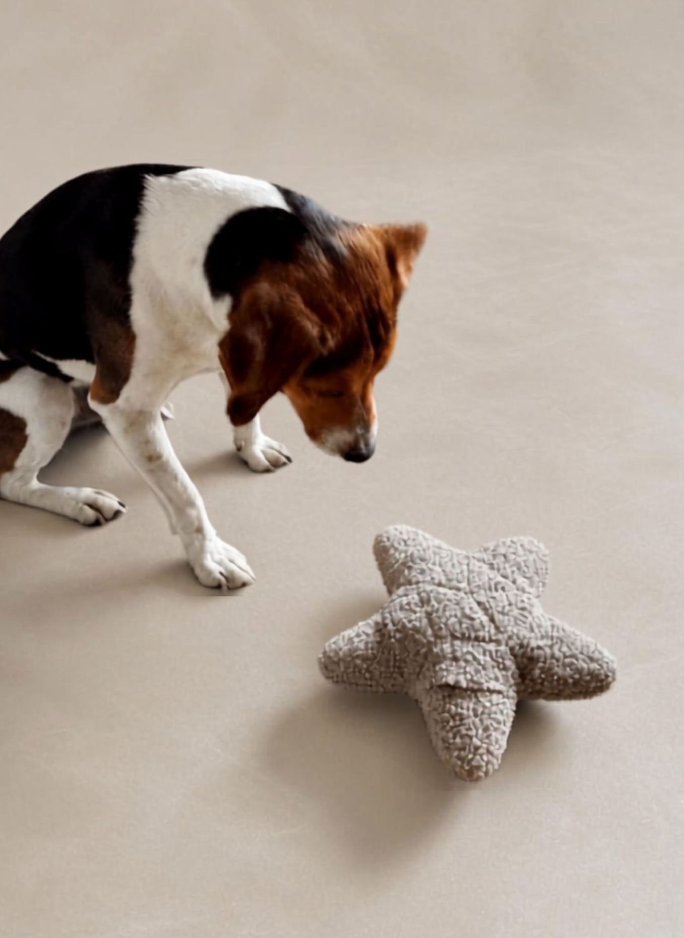 WOOFSTUFF Schnüffelspielzeug SCHNÜFFEL-STERN: TAUPE