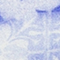 BLAU/ WEISS