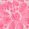 WEISS/ PINK