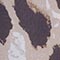 BEIGE GEMUSTERT