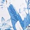 BLAU/ WEISS