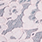 ROSA/ BLAU