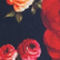 NAVY/ ROT/ OLIV