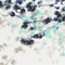 WEISS/ BLAU