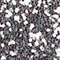 SILBER METALLIC