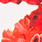 WEISS/ ROT