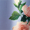 HELLBLAU/ GRÜN/ ROSA