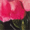 SCHWARZ/ GELB/ ROSA