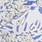 HELLBLAU/ BLAU/ SILBER