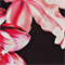 SCHWARZ/ WEISS/ FUCHSIA
