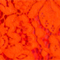 ORANGEROT