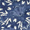 BLAU/ ECRU