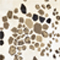 BEIGE/ BRAUN