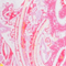 PINK/ WEISS