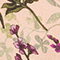 ROSE BUNT