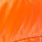 484 calendula