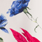 CREME/ PINK/ BLAU