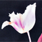 DUNKELBLAU/ CREME/ FUCHSIA