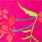 PINK/ ORANGE