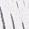 WEISS/ GRAU