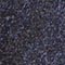 BLAU/ GRAU