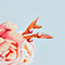 HELLBLAU/ ROSA/ WEISS