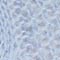 HELLBLAU