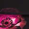 SCHWARZ/ FUCHSIA/ ROT