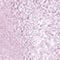 ROSA METALLIC