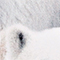 WEISS/ GRAU
