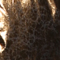 GOLD/ SCHWARZ