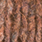 BRAUN
