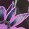 262 alpine rose