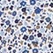 BLAU/ WEISS/ TAUPE