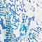 WEISS/ BLAU