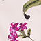 HELLROSA/ FUCHSIA/ GRÜN