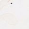 WEISS/ BRAUN