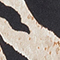 BEIGE/ SCHWARZ