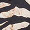 SCHWARZ/ BEIGE