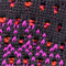 PINK/ SCHWARZ